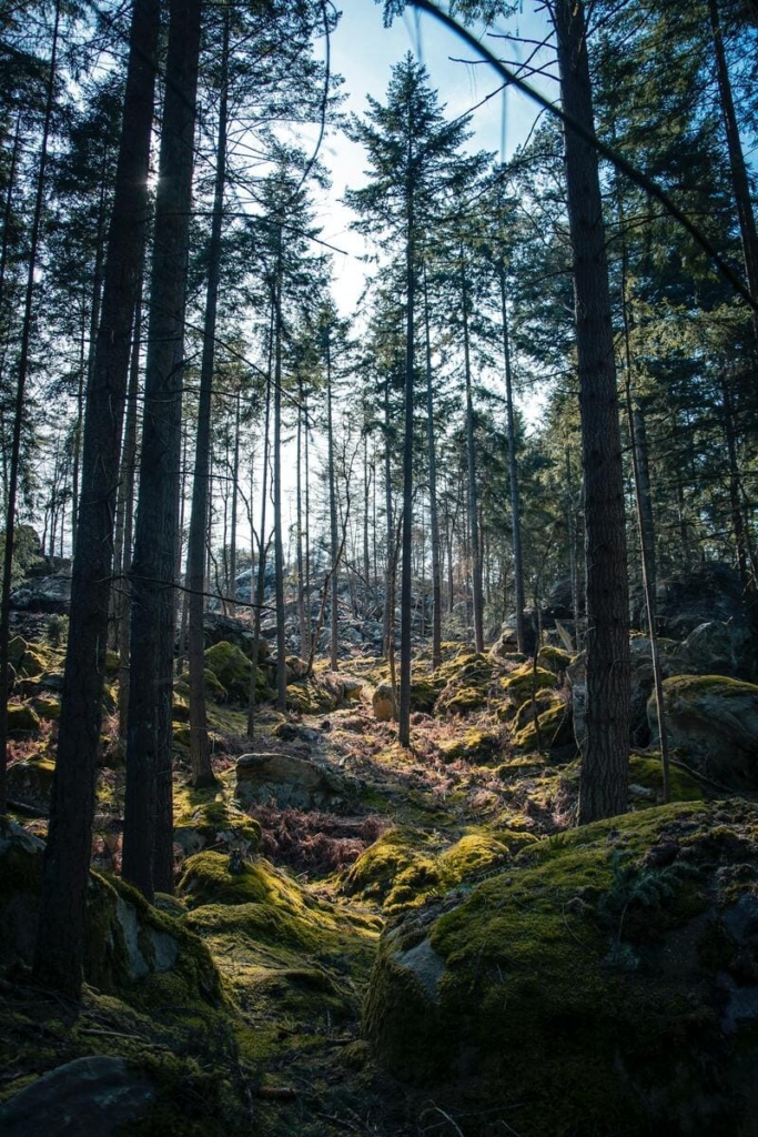 forêt fontainebleau printemps