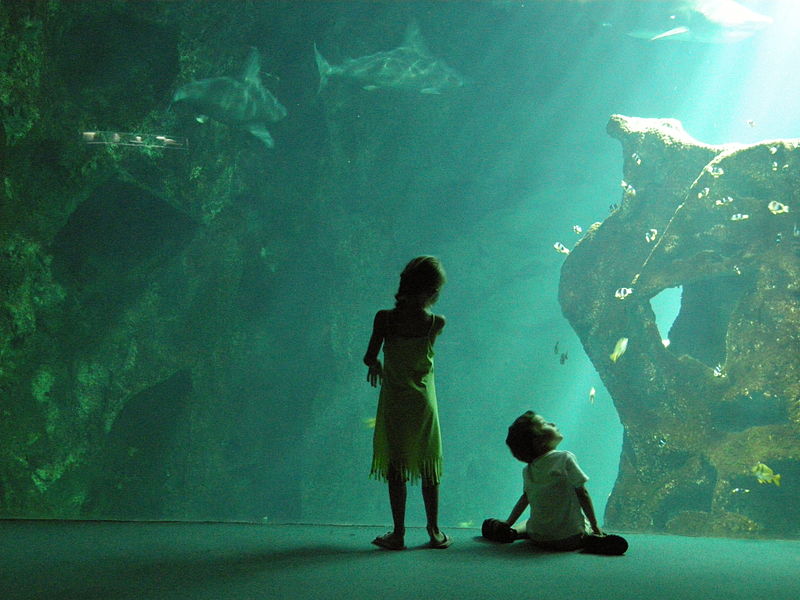 ou partir en septembre Musée aquarium de La Rochelle poissons enfant