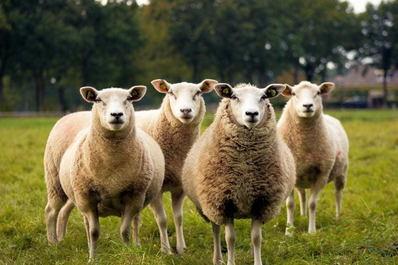 wwoofing france - moutons dans un champs