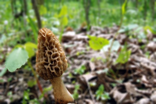 Morilles champignon du Jura