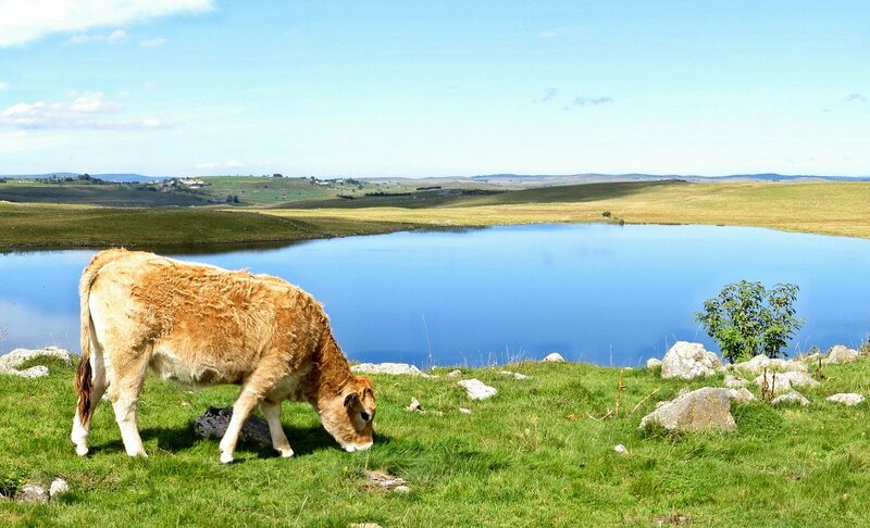 lac d'auvergne vache et prairie