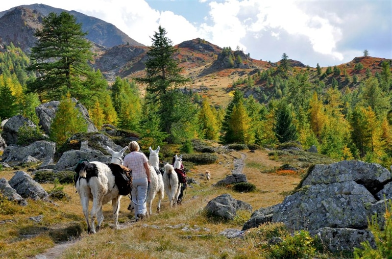 balade en lama dans les alpes @https://www.la-joie-de-vivre.fr/