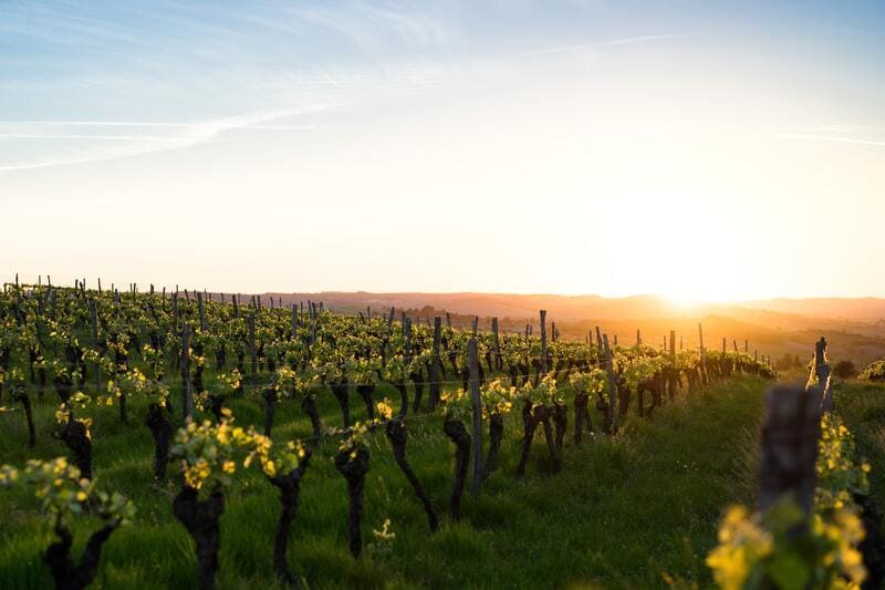 degustation vin : vignoble français