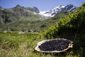 tarte aux myrtilles montagne savoie