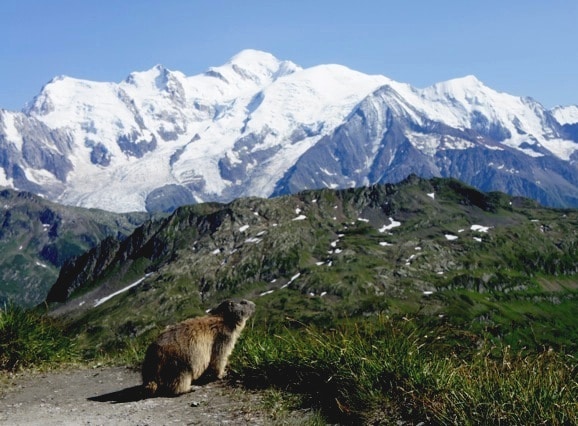 marmotte col d'Anterne - Chaîne du Mont-Blanc