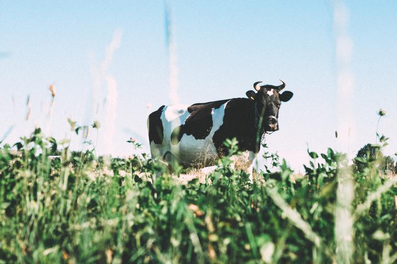 vache dans un champs montagne