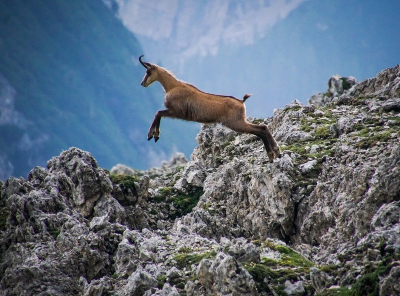 chamois qui saute dans les alpes