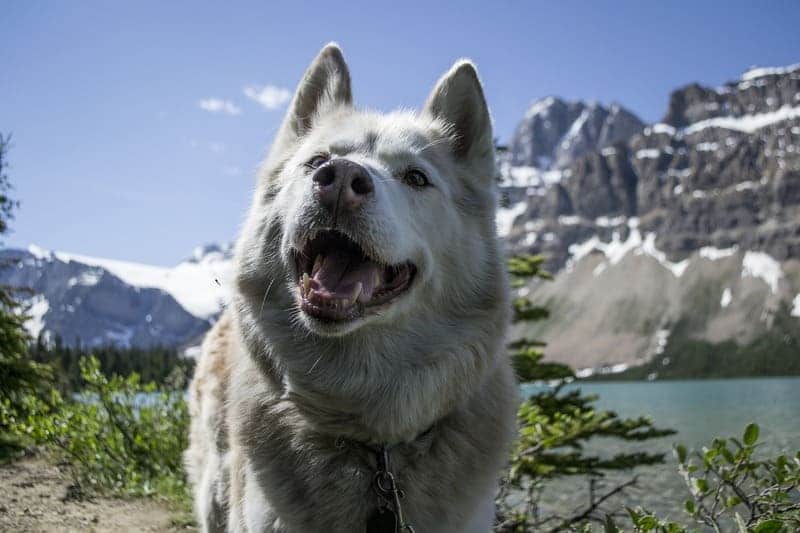chien de traineau - cani-rando montagne