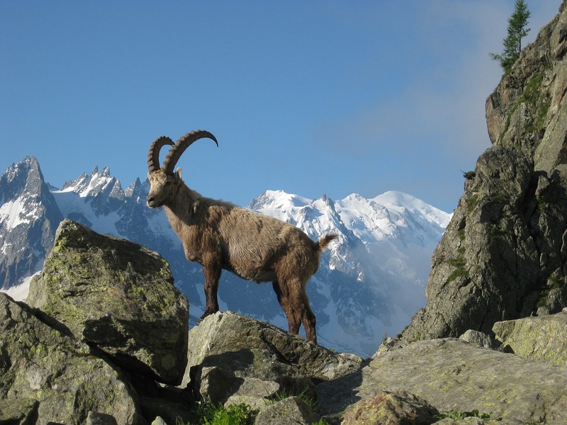 bouquetin mont blanc montagne alpes