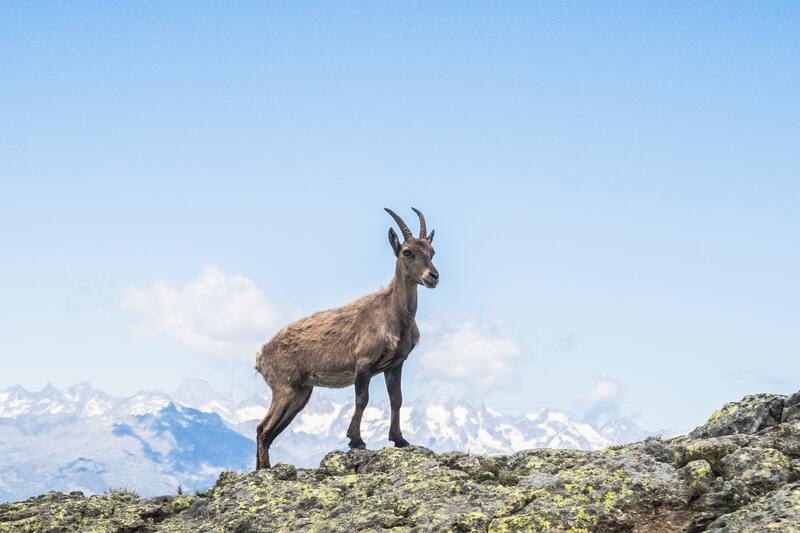 chamoix montagne - faune de montagne en France