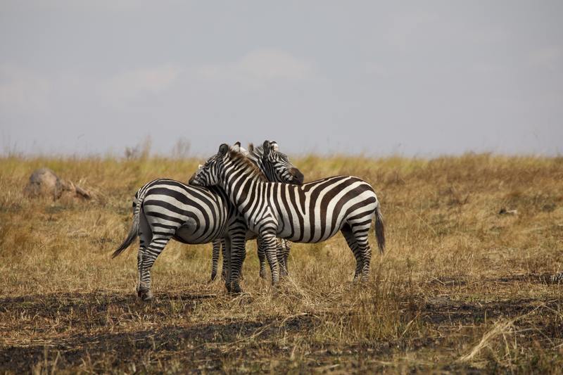 couple de zèbre safari afrique photo carte postale