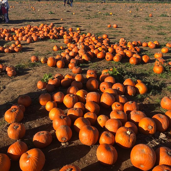 Ou passer Halloween : Champ de citrouille 