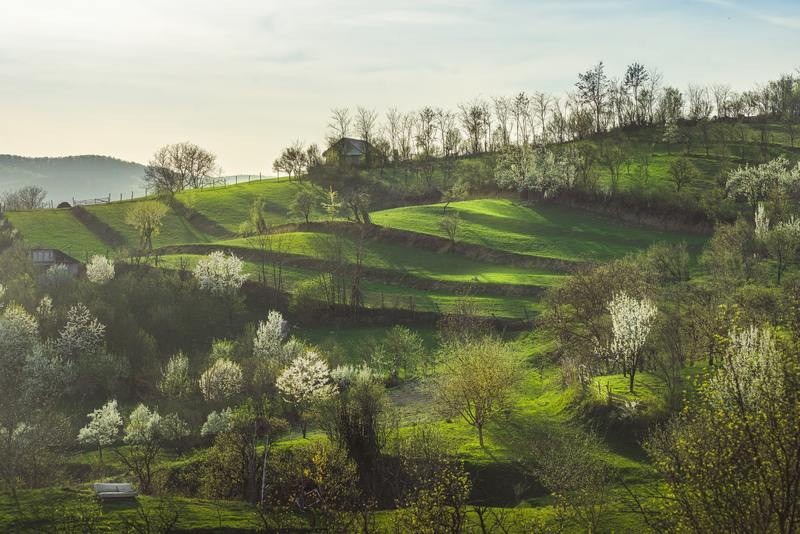 région de Roumanie Transylvanie verdoyante