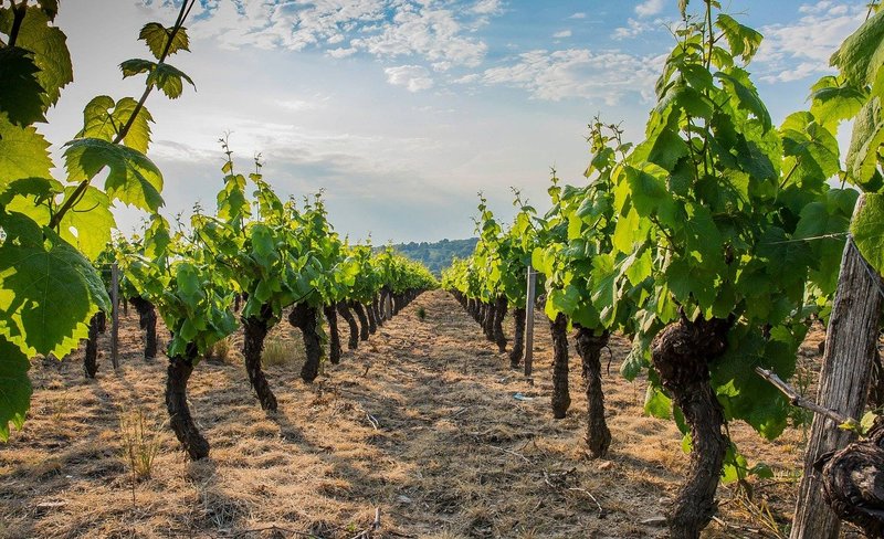 vignes beaujolais france soleil