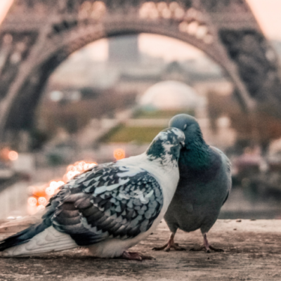 ou loger à paris séjour romantique couple de pigeon tour eiffel