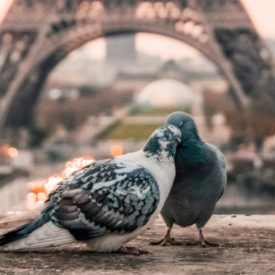 que faire à paris tour eiffel pigeon