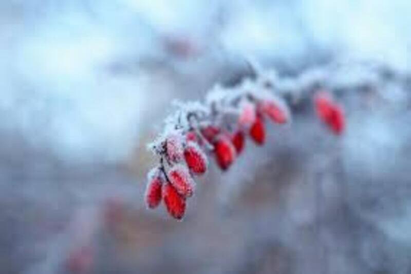 photo fruits de montagne en hiver