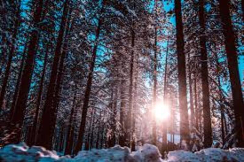 photo montagne soleil à travers les arbres