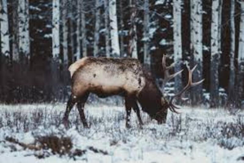 Photo caribou en montagne