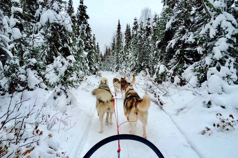 activité montagne hiver 2021 - chien de traineau montagne - activité hivernale