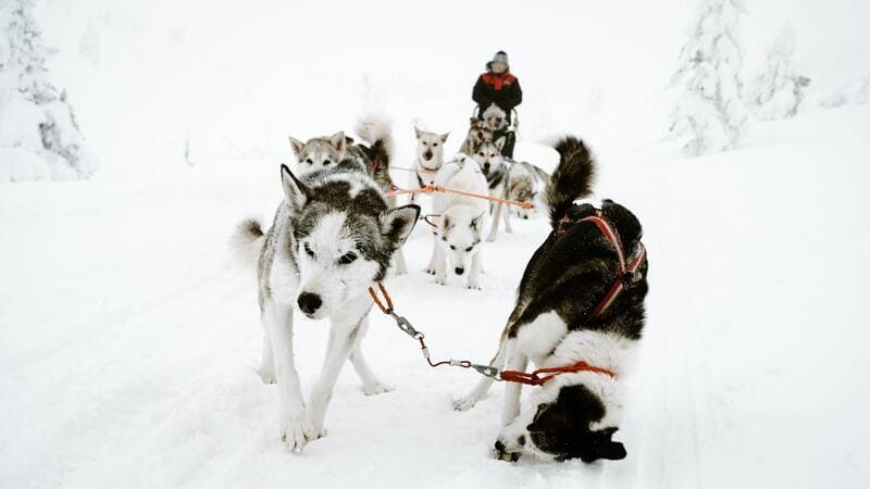 Chiens de traineaux en plein exercice