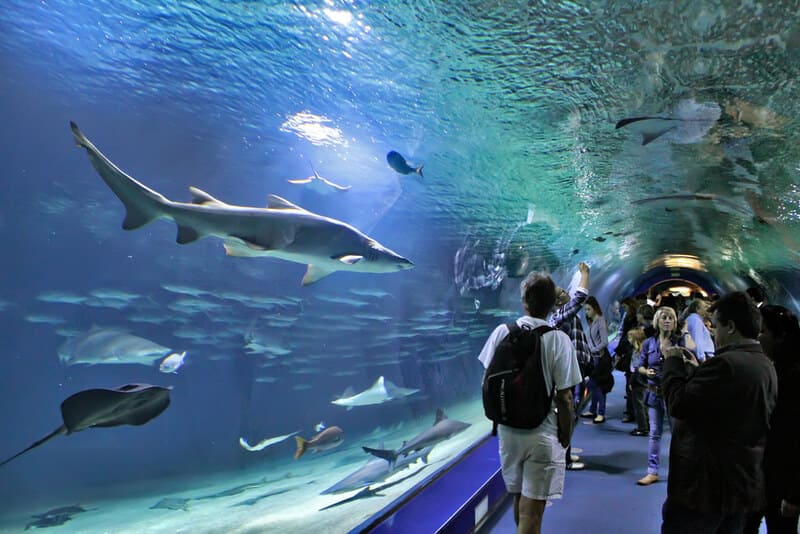 tunnel aquarium océanographique valencia 
