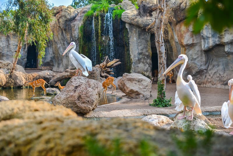 bioparce animaux tropique valence