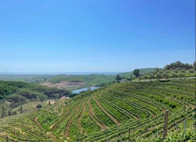 Vignoble Duka - vue sur l'horizon / ou partir en juin