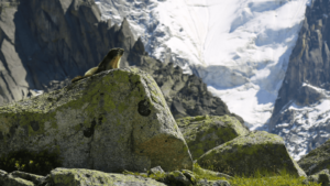 parc merlet chamonix - marmotte montagne