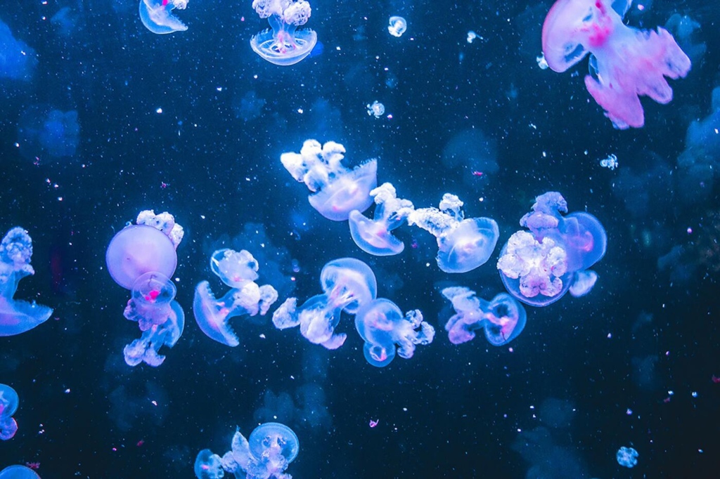 méduses aquarium de paris