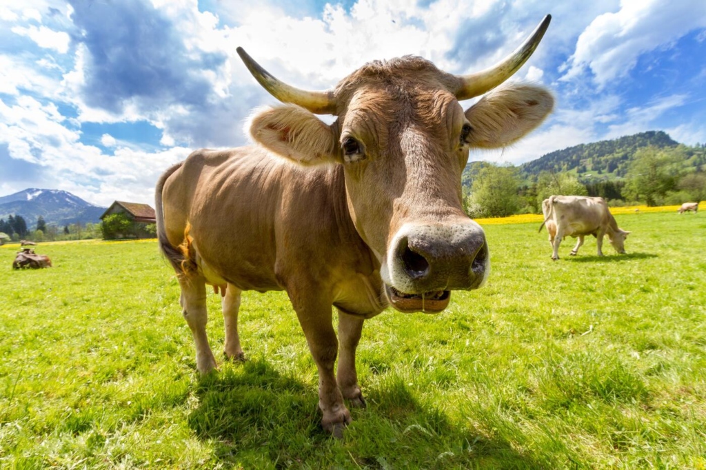 vache suisse vacances
