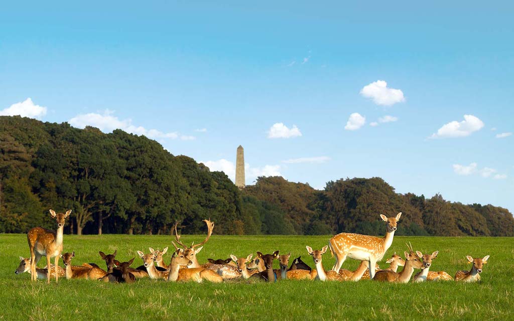 Où partir en mars 2018 ? Phoenix Park daim Dublin